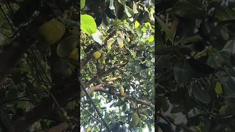 tome cuidado na árvore 🌲 que vai descansar durante o treino... seja que frutos tem para... kkk