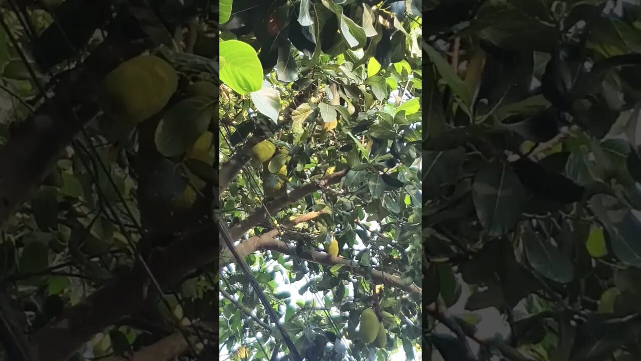 tome cuidado na árvore 🌲 que vai descansar durante o treino... seja que frutos tem para... kkk