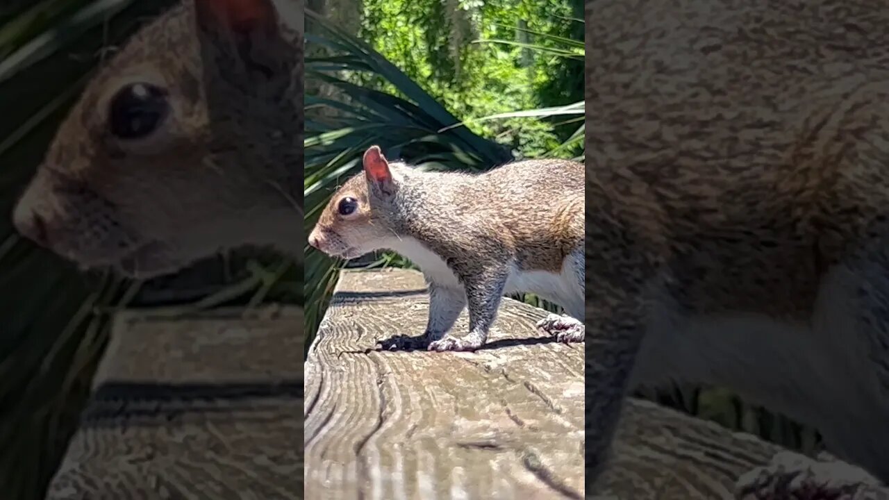 Curious squirrel checking us out #travel #nature