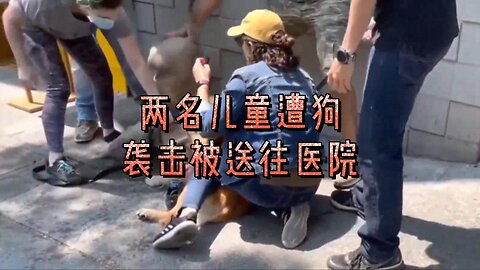 必看：伦敦东南部两名儿童遭狗袭击被送往医院