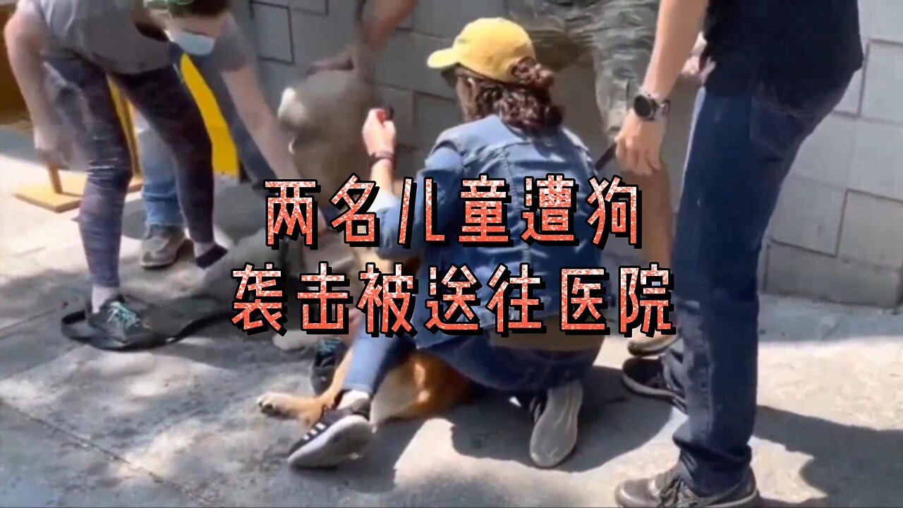 必看：伦敦东南部两名儿童遭狗袭击被送往医院