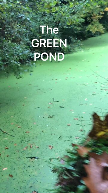 THE GREEN POND