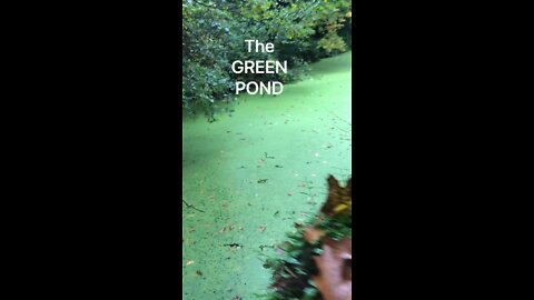 THE GREEN POND