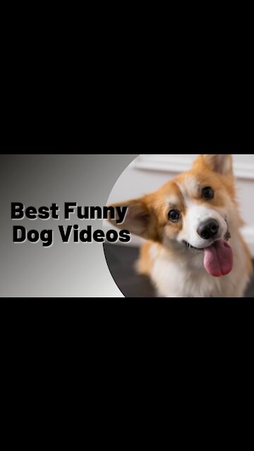 Best Funny Dog Videos