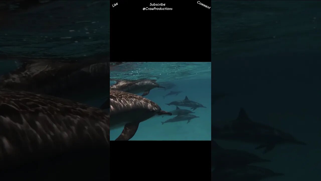 Dolphins possess remarkable sensory abilities #dolphin #shorts
