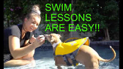 Teaching My Dogs How To Swim