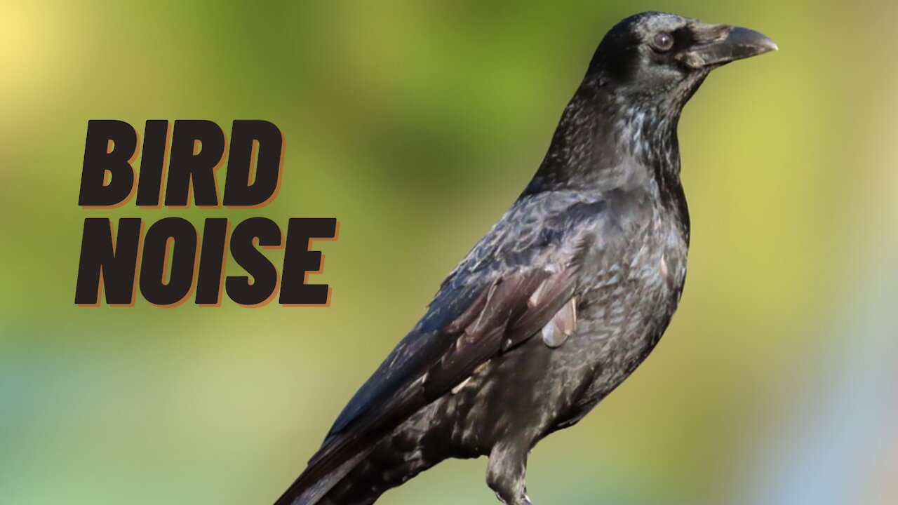 Very Loud Crowing Sounds Of Crow Birds | Rook Bird Voice Noise | Kingdom Of Awais