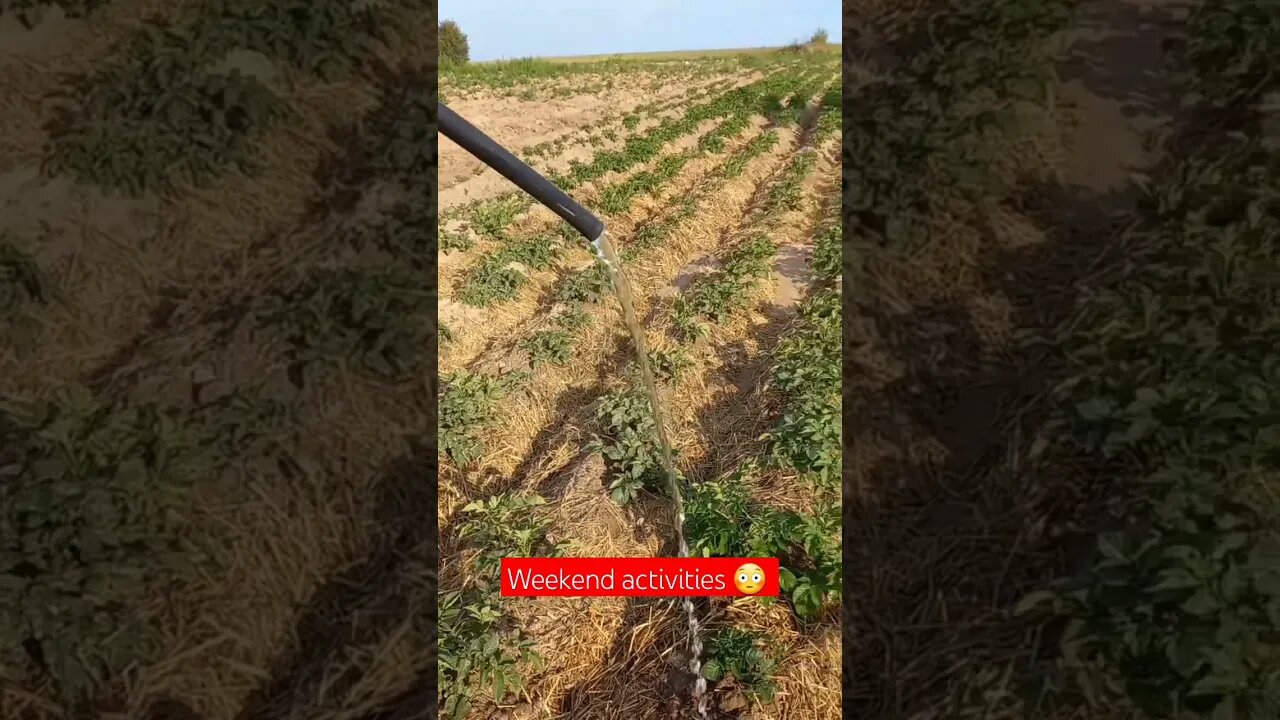 Weekend Activities at my Homestead 🙂| #farming #shorts #short #shortsfeed #food #shortvideo #like