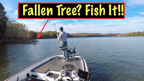 Fishing Fallen Trees In The Fall!! #fallfishing #strikeking #rapala