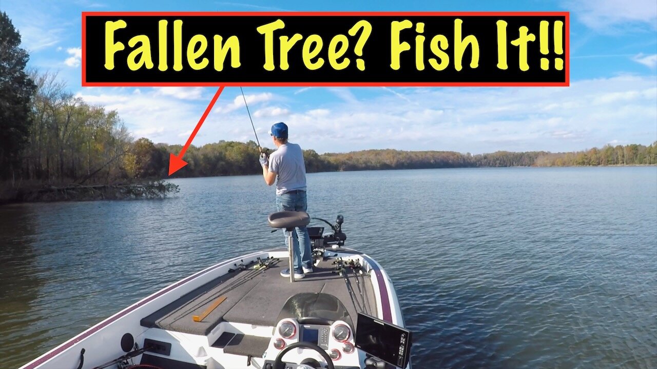 Fishing Fallen Trees In The Fall!! #fallfishing #strikeking #rapala