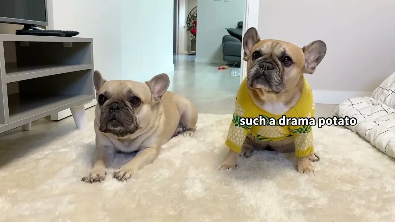 Funny Differences Between Male and Female French Bulldogs