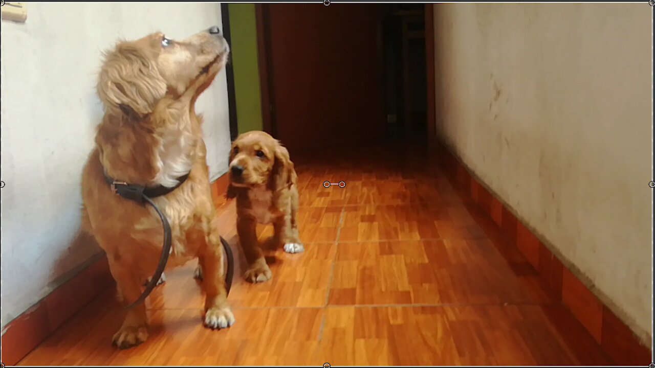 cocker cachorro jugando con su amigo