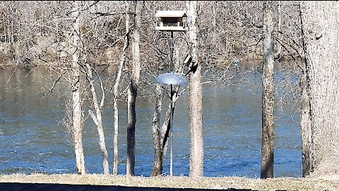 PETE (SECOND PART OF VIDEO) AT THE FEEDER