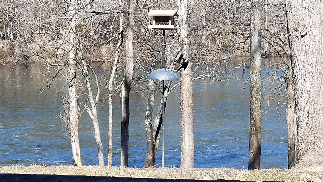 PETE (SECOND PART OF VIDEO) AT THE FEEDER