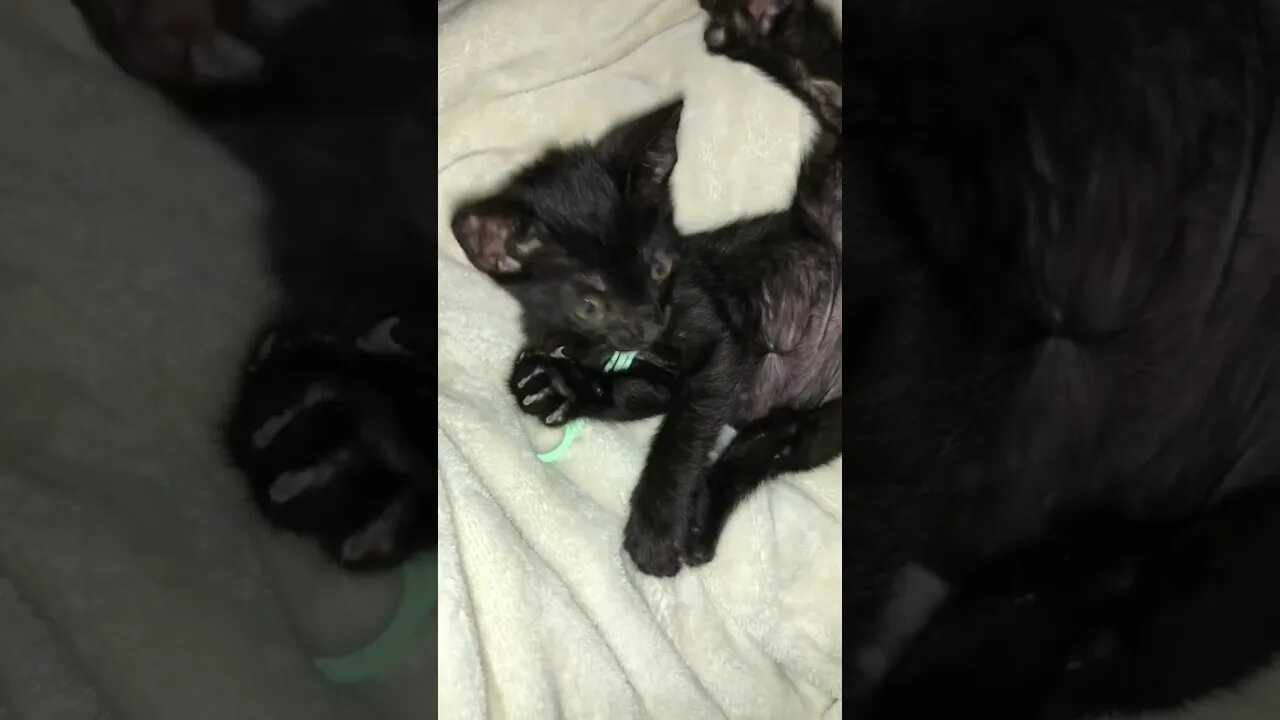 Flossing Kitten 😹🦷 #shorts #viral #trending #tiktok #cat