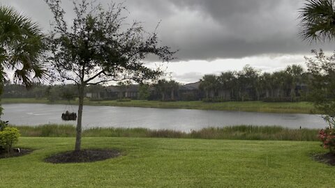 Great Blue Heron Rained on In Paradise