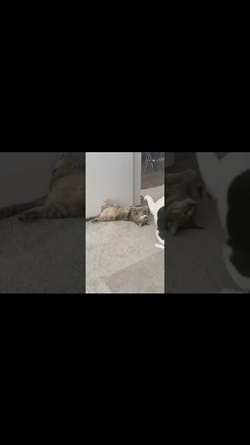 Cat 🐈 and #Elbeeper #catlover #cats #catvideos #caturday