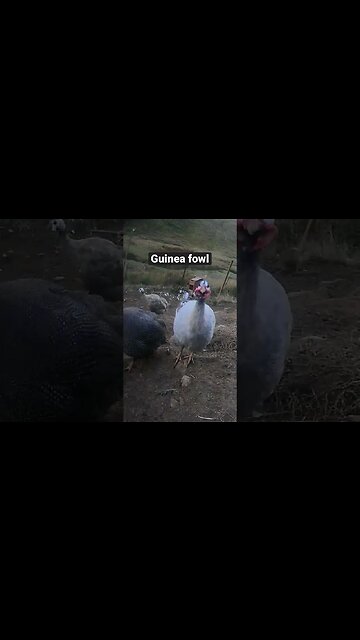 Farm surveillance. Guinea fowl gathering for dinner