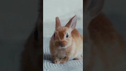 HAVE YOU EVER seen a BUNNY do this 🤣 Wholesome Moments