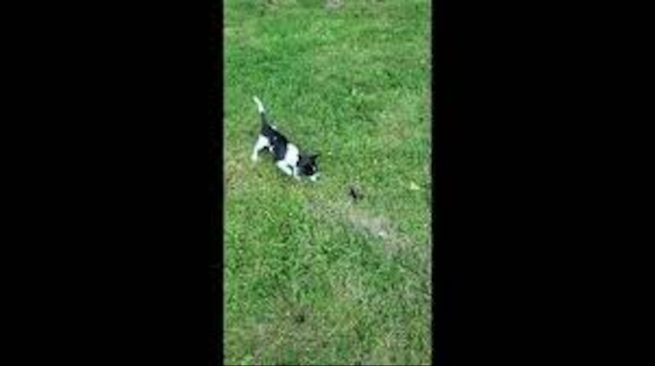 Cute Dog Plays with Butterfly at the Park