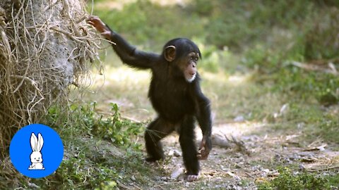 Really Cuddly Baby Chimpanzees.