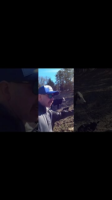 Day 3 of 30 days of #calving . #cow #calf #cattle #farm #farmlife #ranch #ranchlife