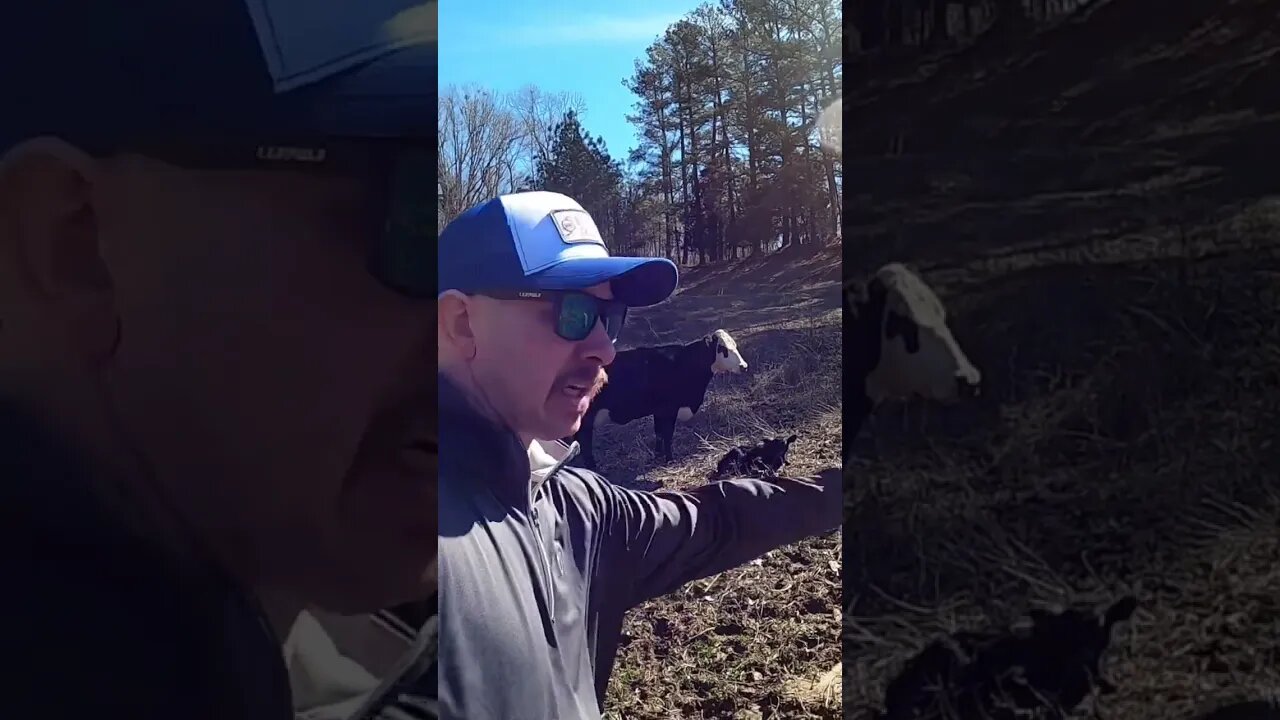 Day 3 of 30 days of #calving . #cow #calf #cattle #farm #farmlife #ranch #ranchlife