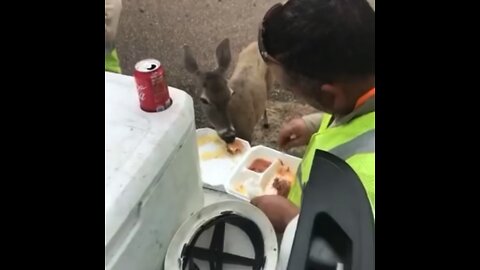 doe eating out of lineman plate