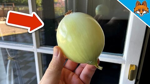 EVERYONE should Clean their Windows with an ONION 💥 (SECRET Trick) 🤯