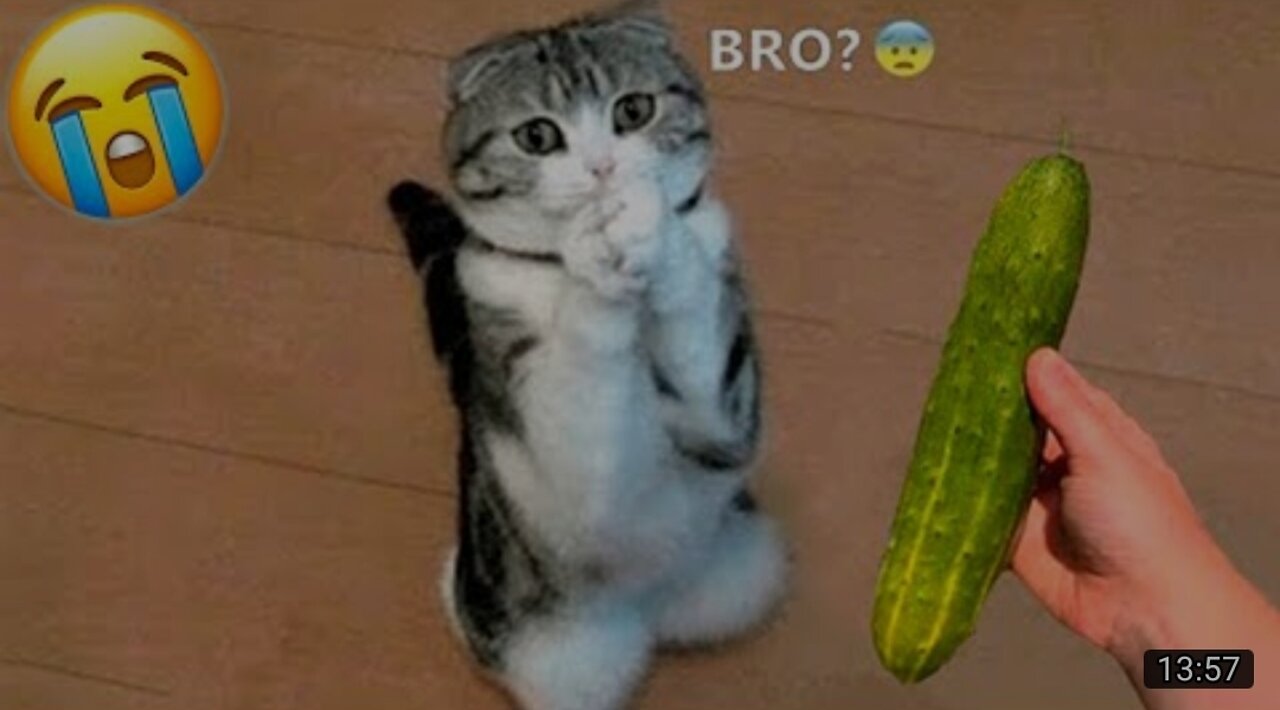 Funny animal videos 2022😂-Funniest Dogs and Cats Videos 😸😂 #1