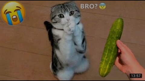 Funny animal videos 2022😂-Funniest Dogs and Cats Videos 😸😂 #1