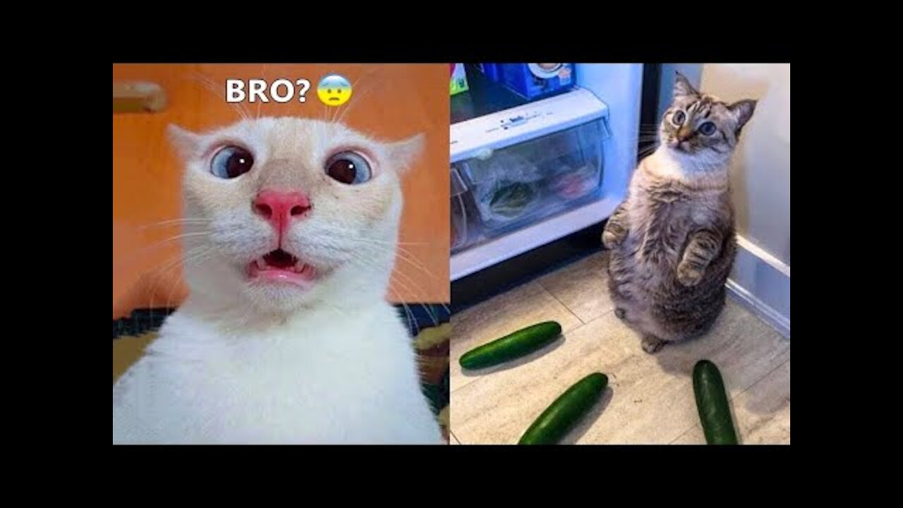 Funniest Animals - Best Of The 2021 Funny Animal Videos #10