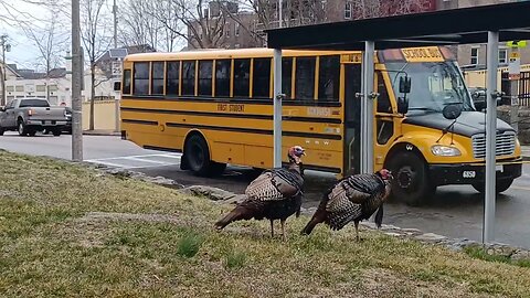 wild turkeys chilling at a bus stop