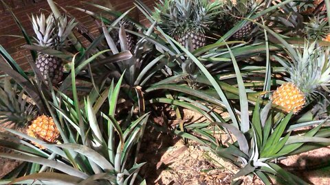 Pineapple Plantation - Plantação de abacaxi