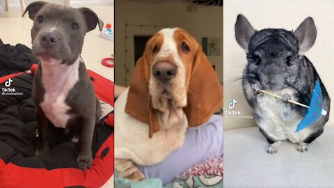 TikTok Pets #14 | Friends aka Pets The Best for Our Hearts | Great Laughs