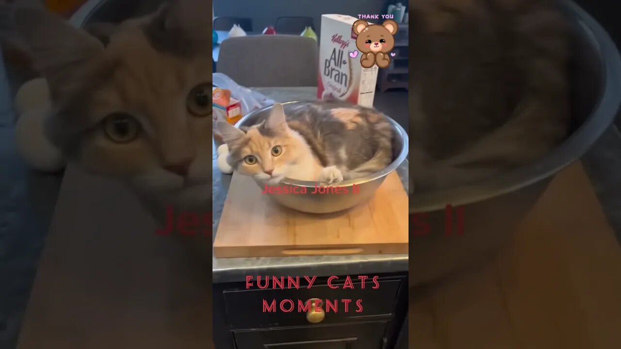 How funny cats Broke The Internet 😍🔥 #shorts #shortsfeed