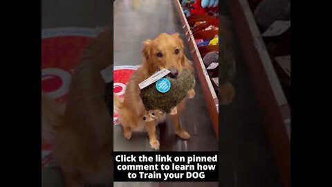 pets Dogs