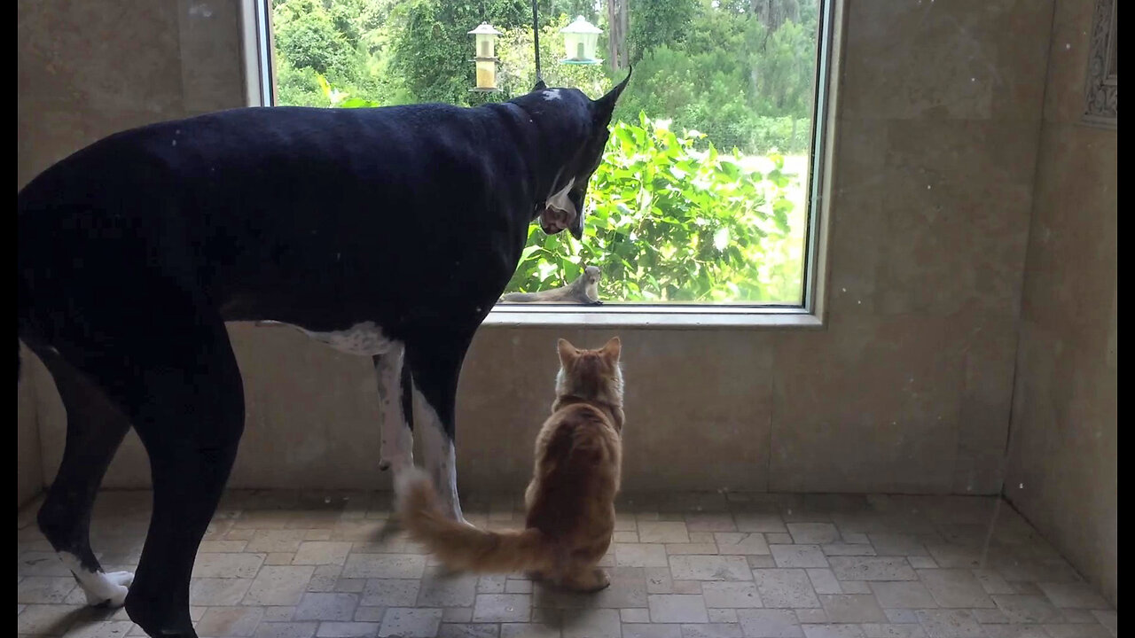 Great Dane & Cat Enjoy Squirrel Patrol Reality TV Together In The Shower