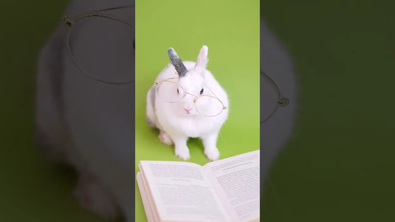 Cool Rabet cute ✨🤩♥️💜 #shorts #youtubeshorts #cuteanimals