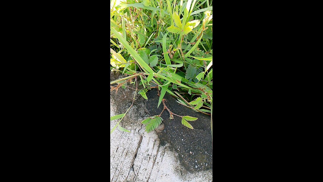 Makahiya plant in the Philippines