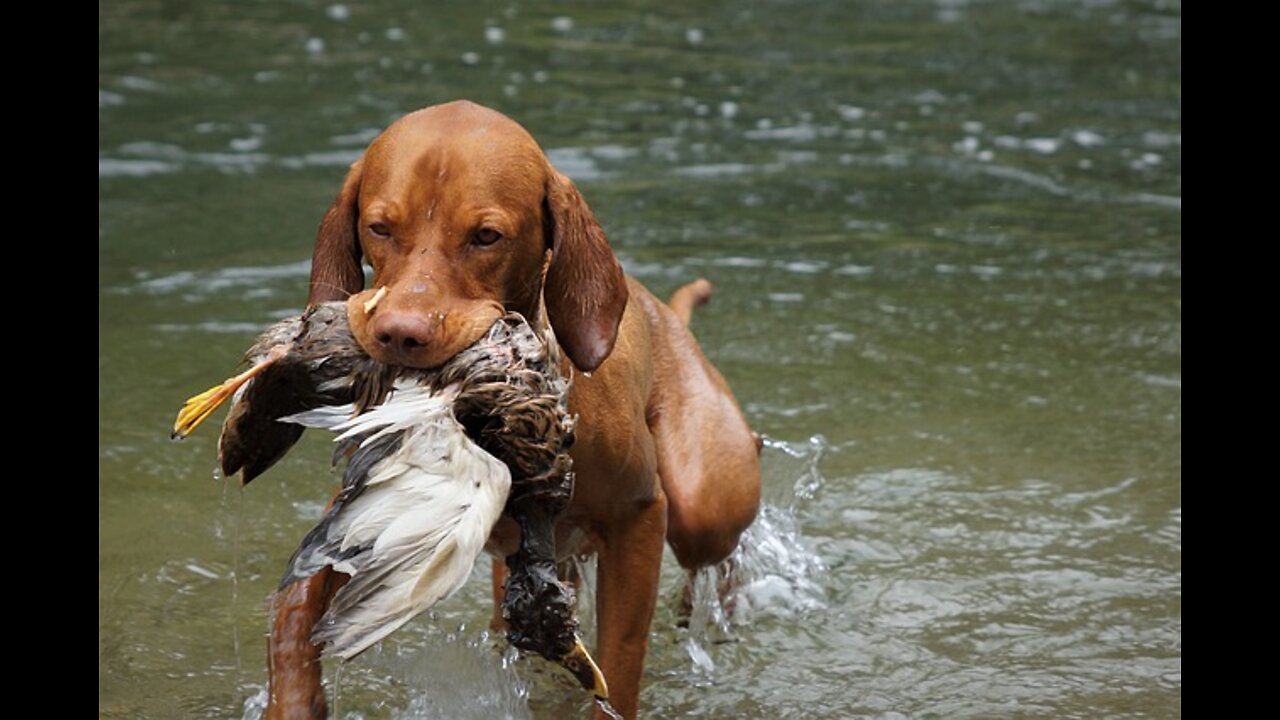 Guard Dog Training Step by Step Guide