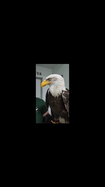 my favourite pet the great bald eagle 🦅