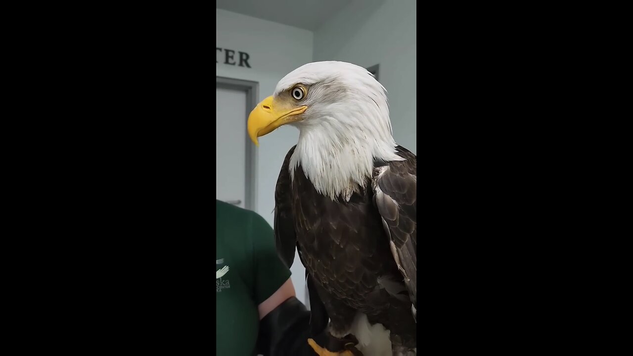 my favourite pet the great bald eagle 🦅