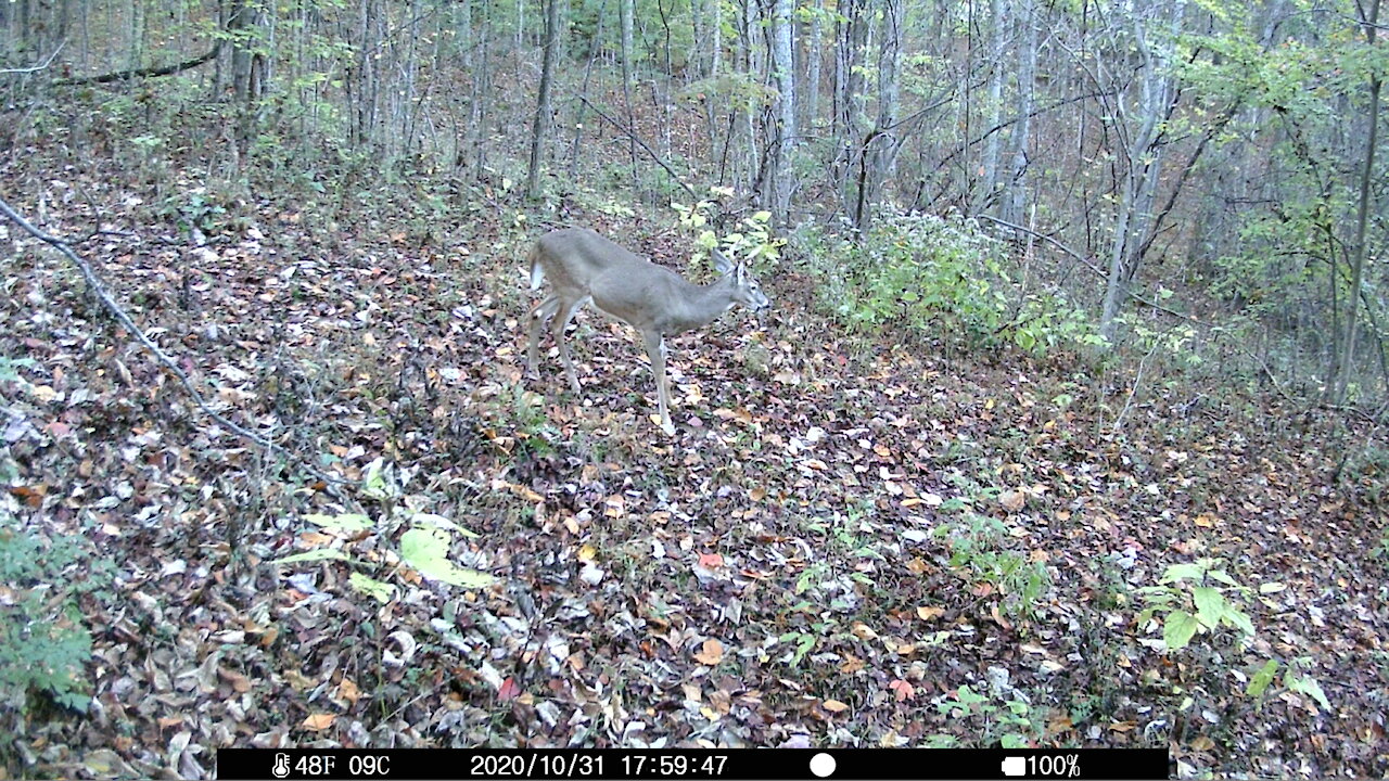 Small Buck 4-6pt?