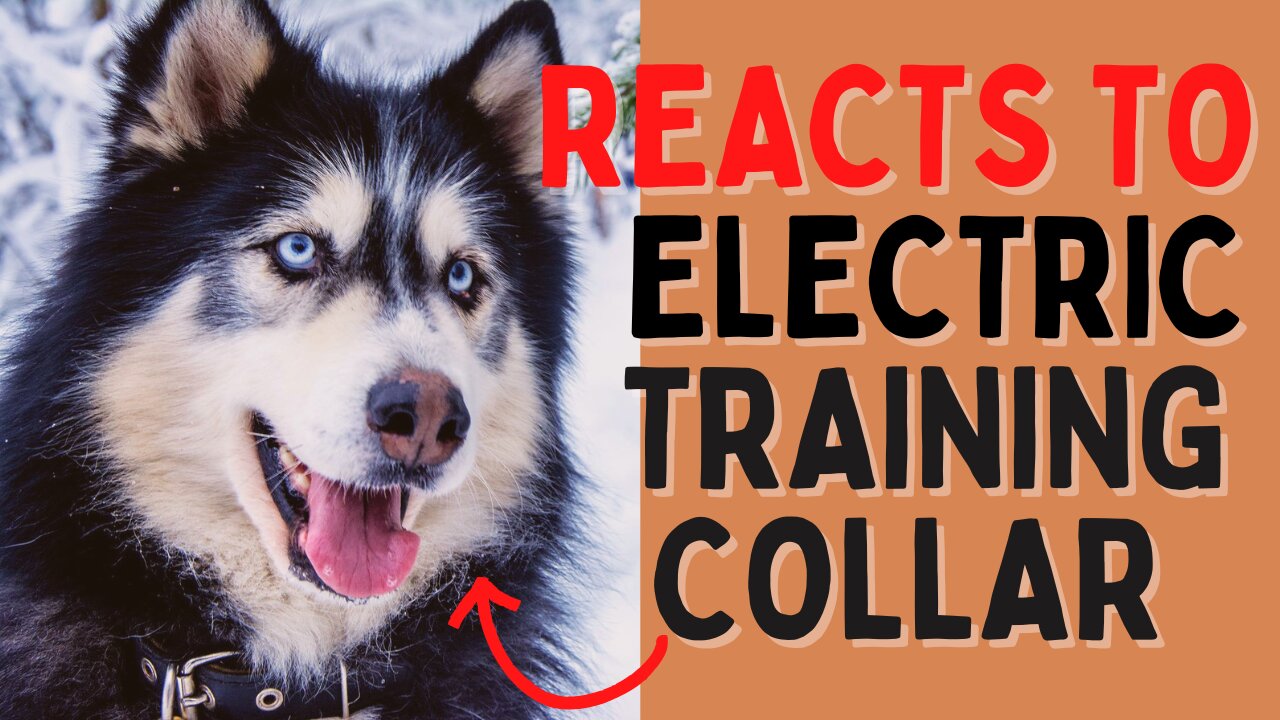 Siberian Husky reacts to electric collar training ⚡⚡- Will it stop digging?