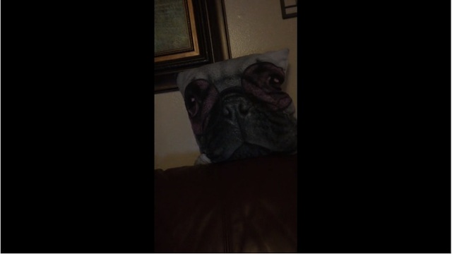 Pug scared of pug-faced pillow