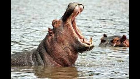 Hippopotamus Playing