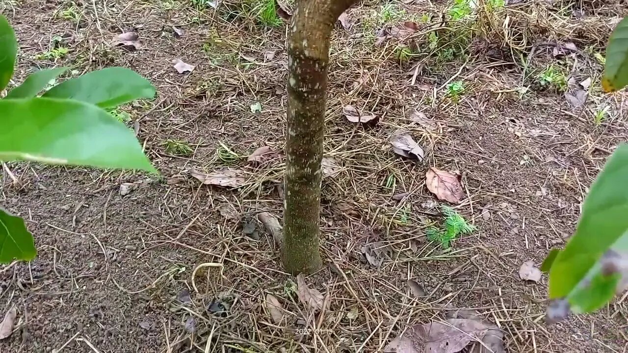 Alpukat cepat besar dengan ini..!!