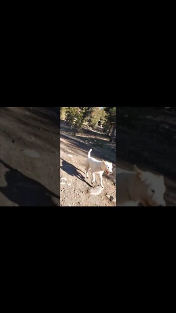 Ares morning run with dad's bike