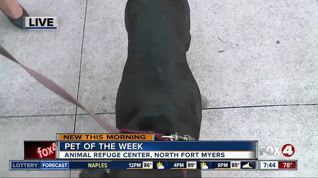 Pet of the week: Luna from ARC